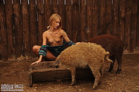 Nudity among pigs