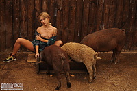 Nudity among pigs
