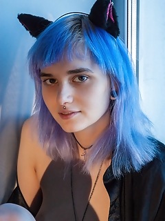 Blue kitten